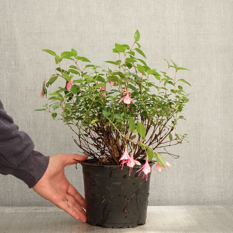 Ejemplar de Fuchsia rustique Lady Thumb Pot de 2L/3L entregado en otoño