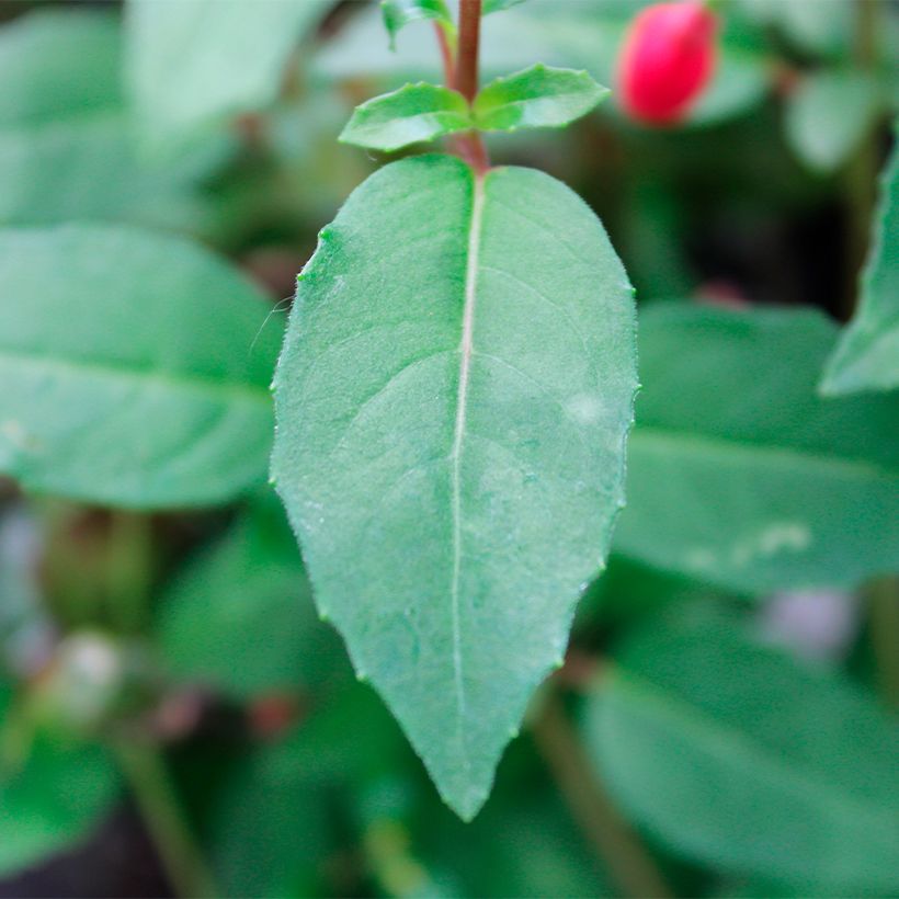 Fucsia Lady Thumb (Follaje)