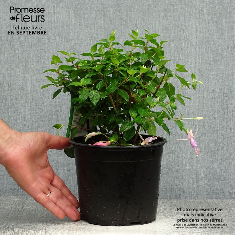 Ejemplar de Fuchsia rustique Margaret Pot de 2L/3L entregado en otoño