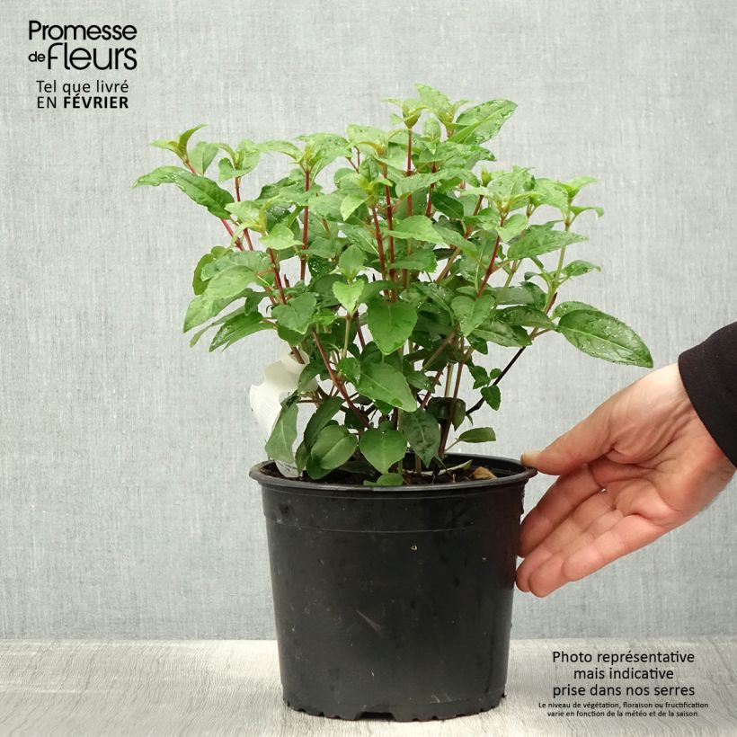 Fuchsia rustique Princess Dollar Pot de 2L/3L Ejemplar entregado en invierno