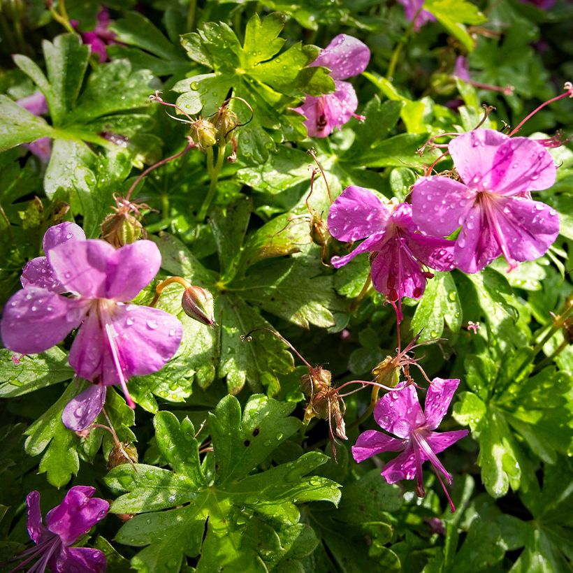 Geranio cantabria Crystal Rose (Floración)