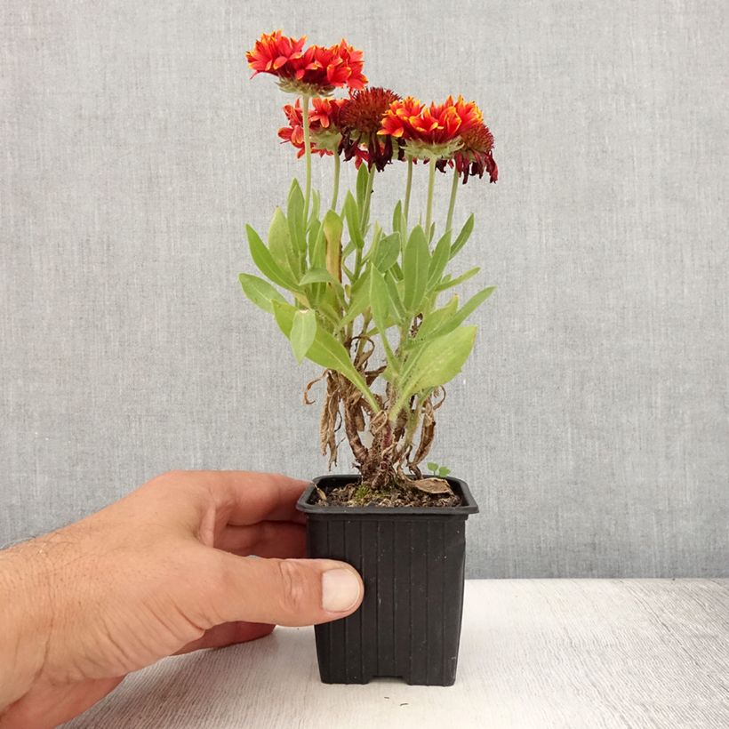 Ejemplar de Gaillarde Fanfare Blaze - Gaillarde rouge, orange et jaune Godet de 8/9 cm entregado en verano