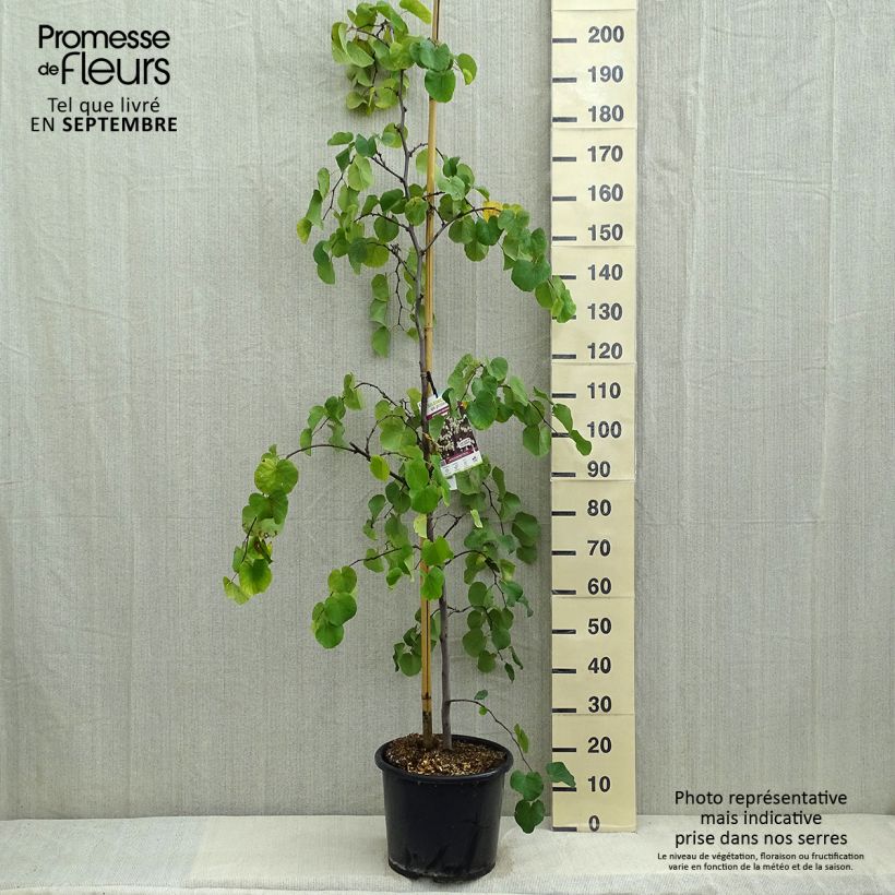 Ejemplar de Gainier du Canada - Cercis canadensis Royal White Pot de 12L/15L entregado en verano