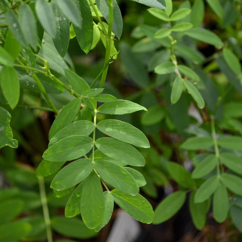 Galega hartlandii Lady Wilson (Follaje)