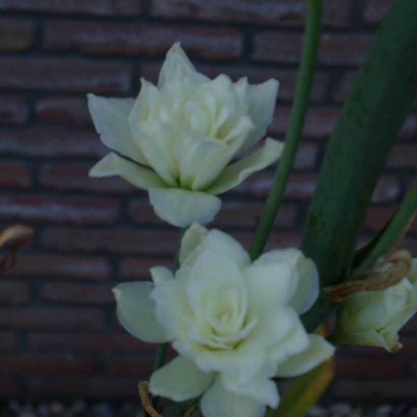 Galtonia candicans Moonbeam - Jacinto de Sudáfrica (Floración)