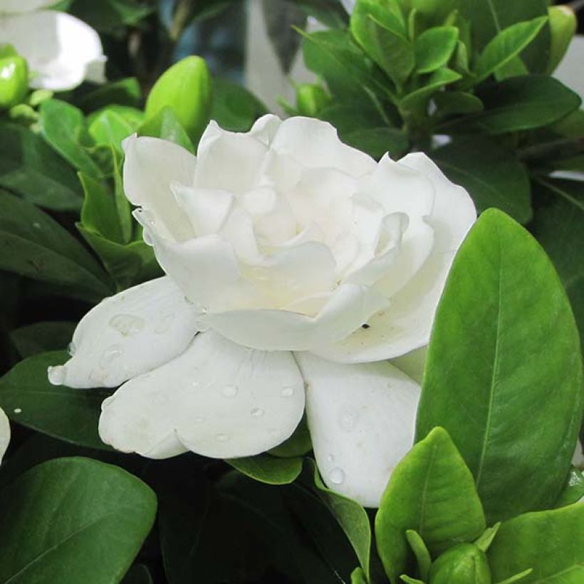 Gardenia jasminoides Crown Jewel (Floración)