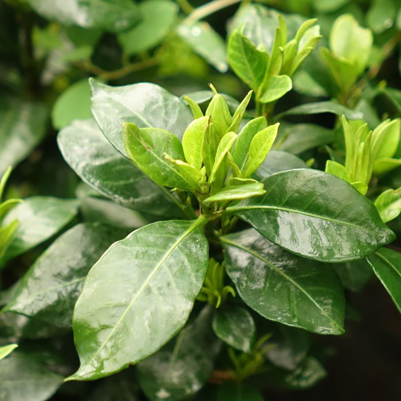 Gardenia jasminoides Pinwheel (Follaje)