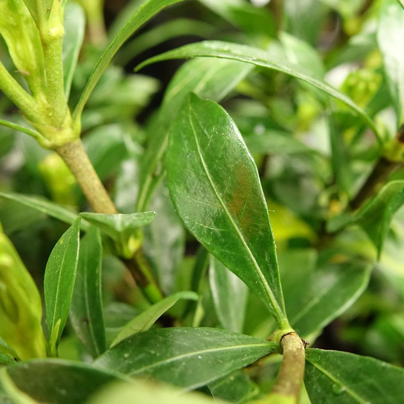 Gardenia jasminoides Sweetheart (Follaje)