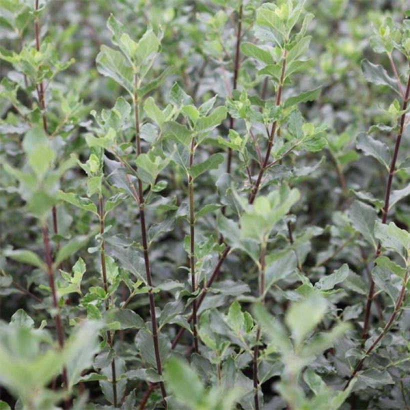 Garrya elliptica (Follaje)