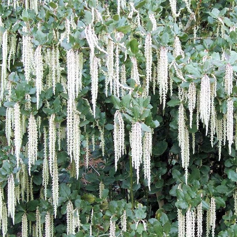 Garrya elliptica (Floración)