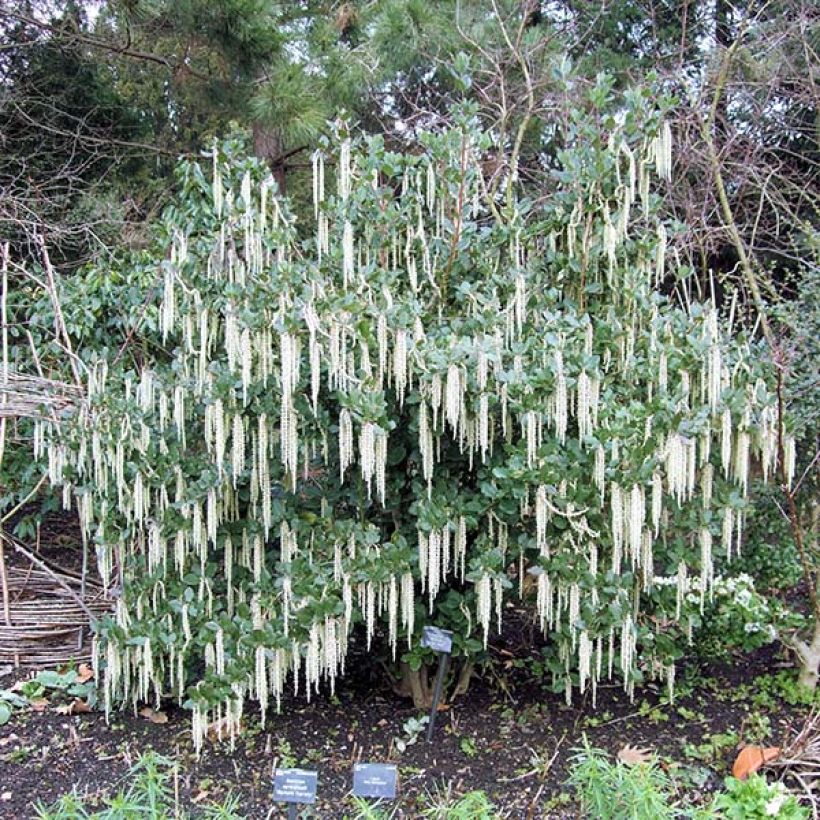 Garrya elliptica (Porte)