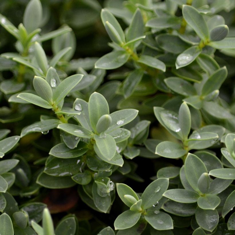 Gaultheria procumbens - Ebúrnea (Follaje)