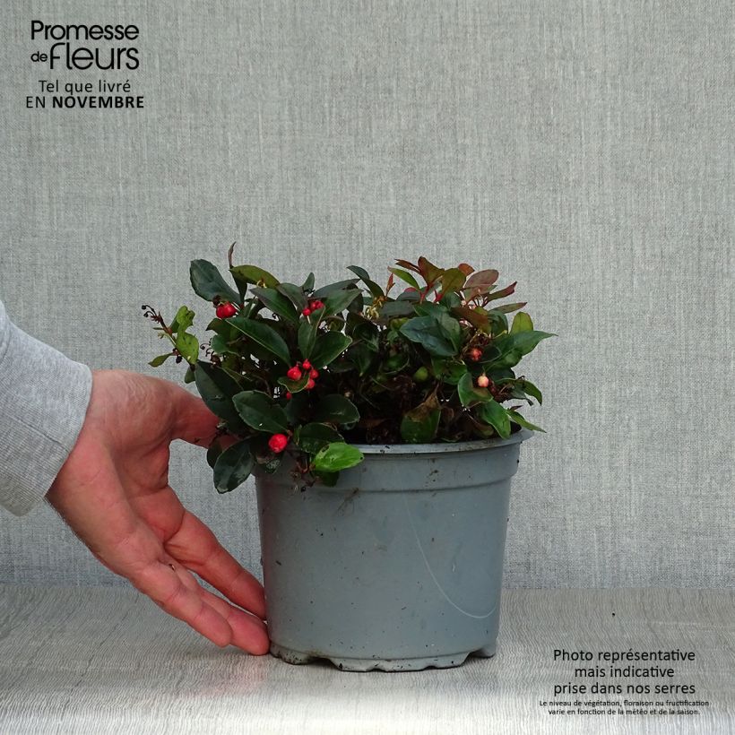 Ejemplar de Gaultheria procumbens - Gaulthérie couchée en pot de 2L entregado en otoño