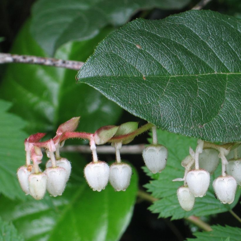 Gaultheria shallon - Salal (Follaje)