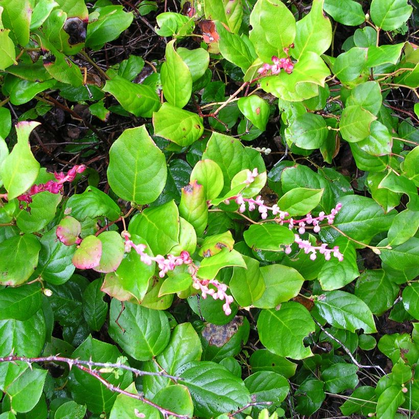 Gaultheria shallon - Salal (Porte)