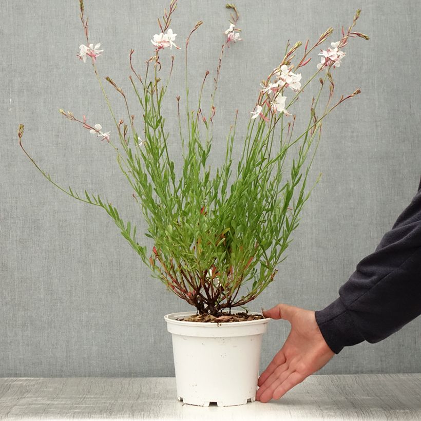 Ejemplar de Gaura lindheimeri Blanche - Gaura de Lindheimer en pot de 2/3 litres entregado en verano