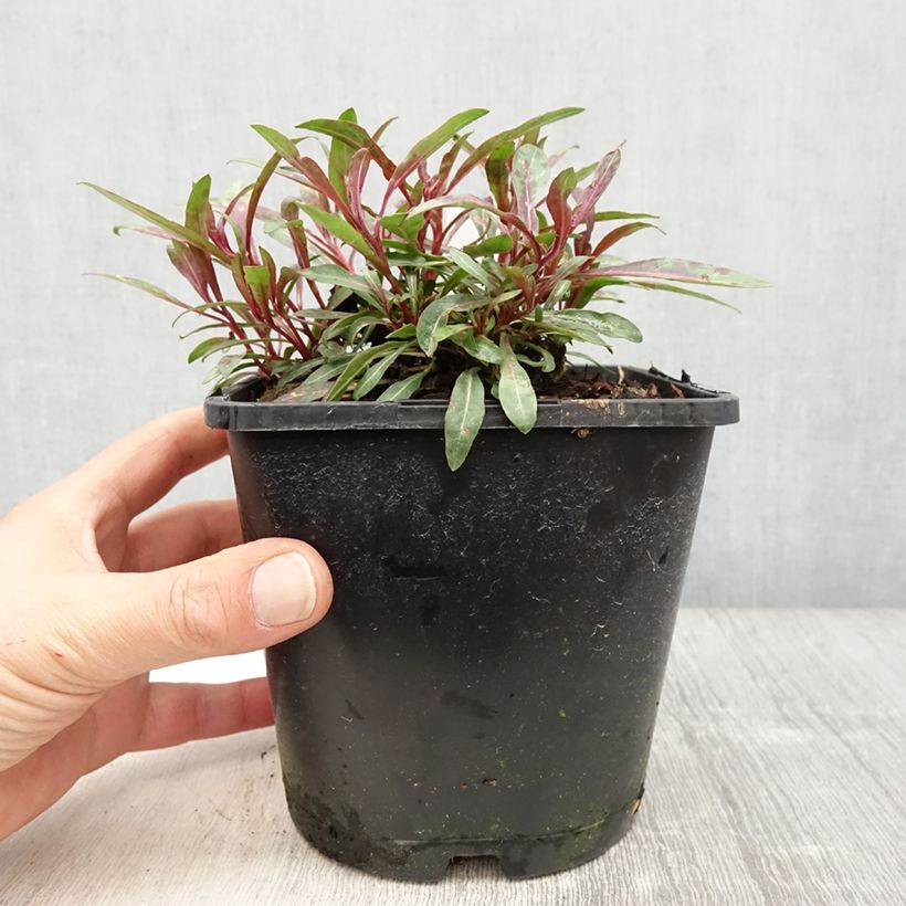 Gaura lindheimeri Blaze - Gaura de Lindheimer Pot de 2L/3L Ejemplar entregado en la primavera