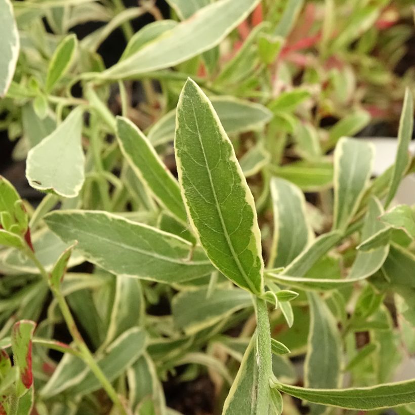 Gaura lindheimeri Freefolk Rosy (Follaje)