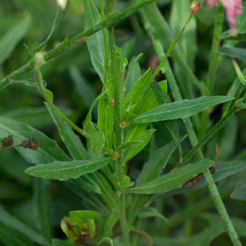 Gaura lindheimeri Rosy Jane (Follaje)