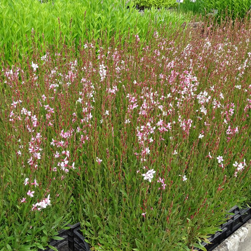 Gaura lindheimeri Siskiyou pink (Porte)