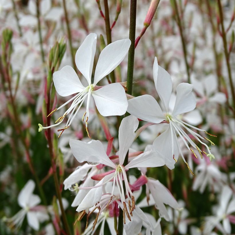 Gaura lindheimeri Snowstorm (Floración)