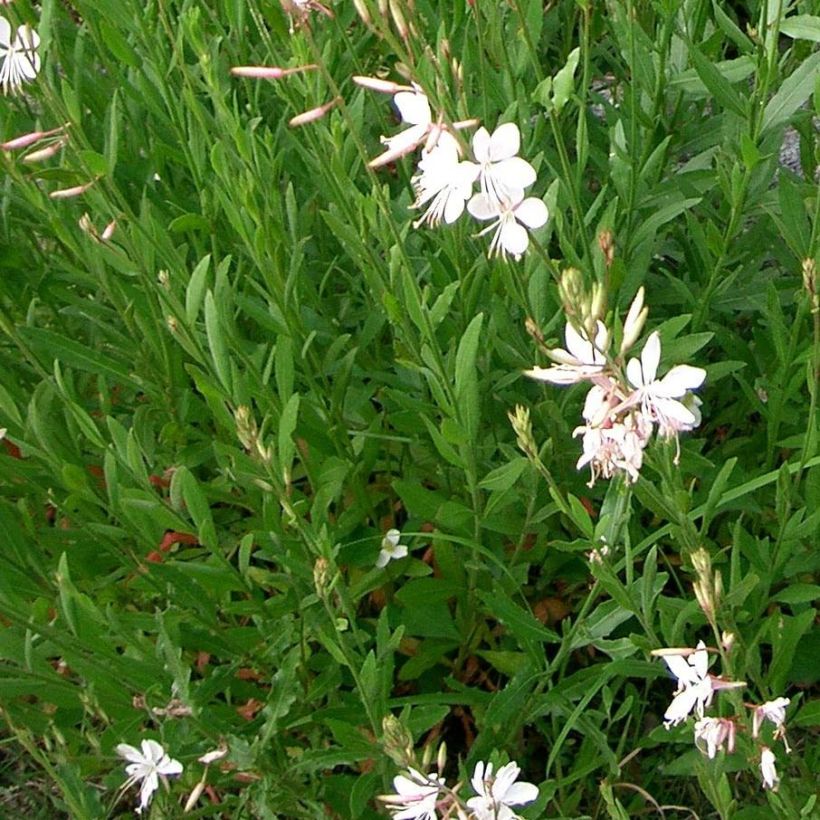 Gaura lindheimeri Summer Breeze (Follaje)