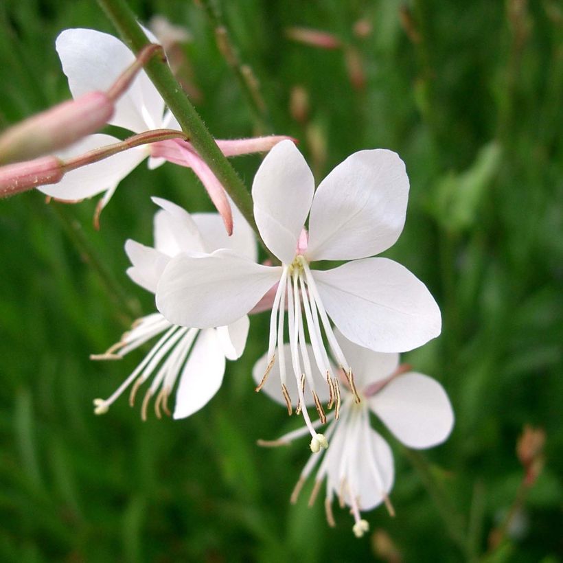 Gaura lindheimeri Summer Breeze (Floración)