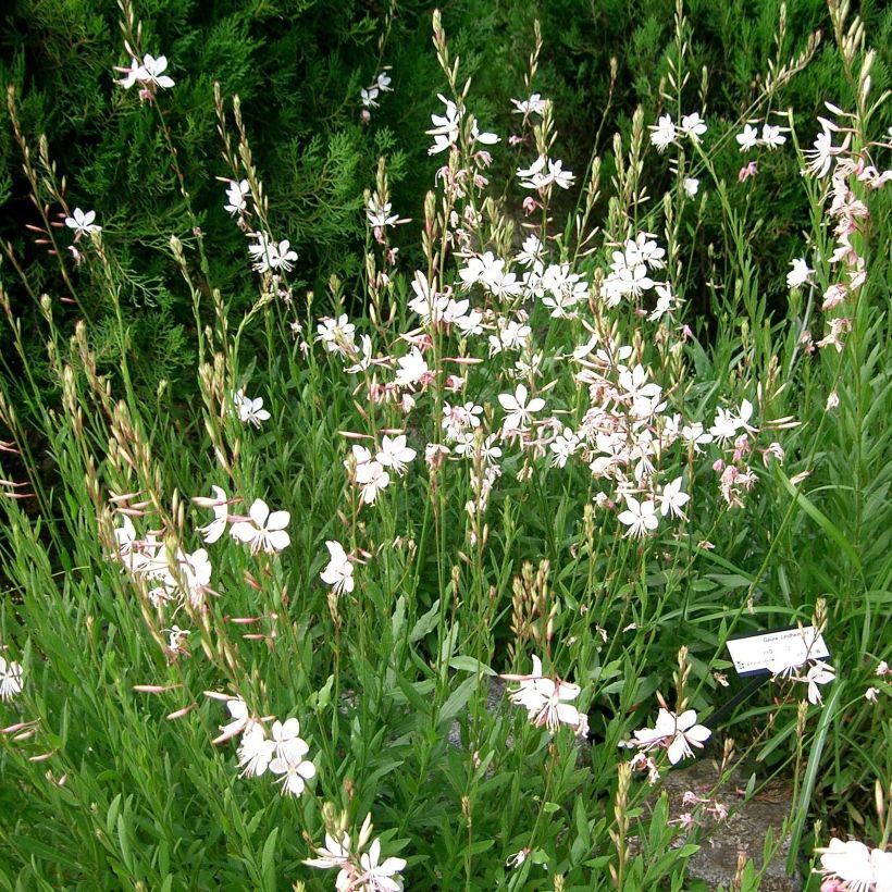 Gaura lindheimeri Summer Breeze (Porte)