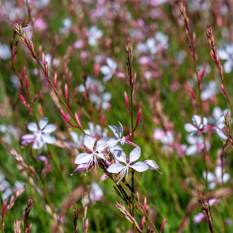 Gaura lindheimeri Whirling Butterflies (Porte)