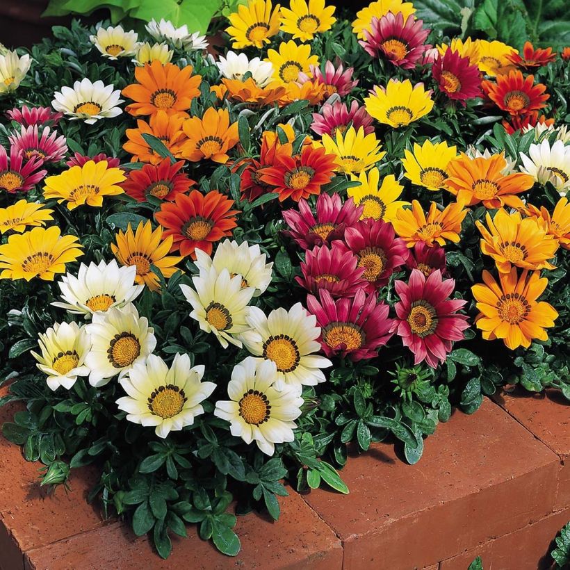 Gazania rigens Wonderwall mix (Floración)