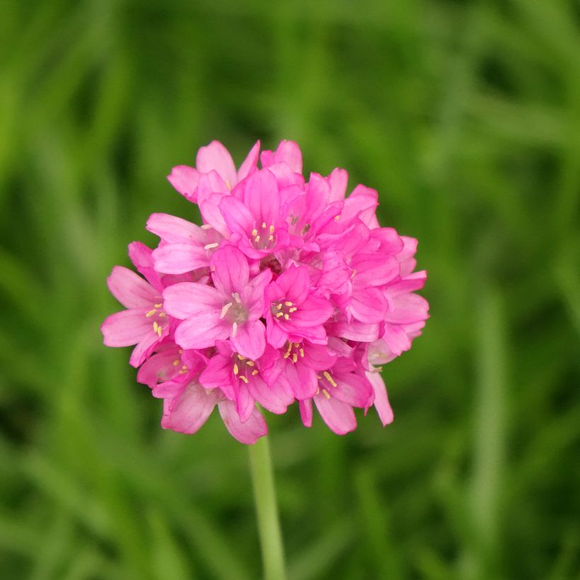 Clavelina del mar blanca - Armeria maritima Alba (Floración)