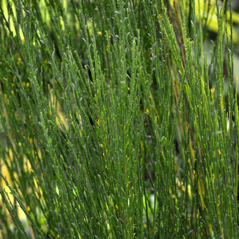 Retama negra Ruby - Cytisus scoparius (Follaje)