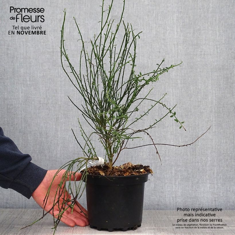 Ejemplar de Genêt à balais - Cytisus scoparius La Coquette Pot de 2L/3L entregado en otoño