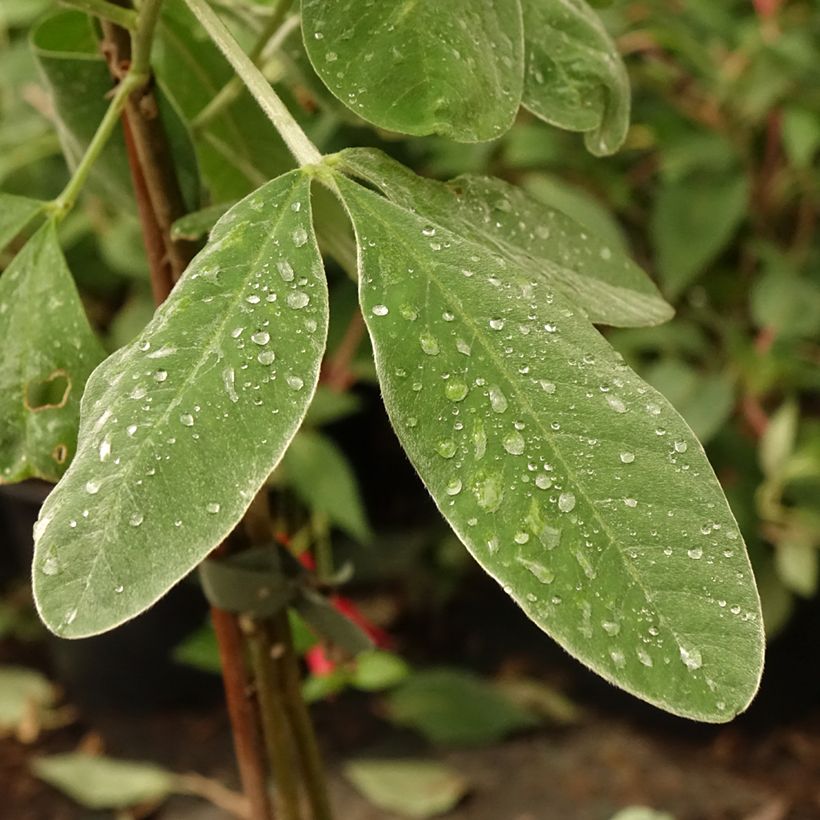 Cytisus battandieri - Cytisus piña (Follaje)