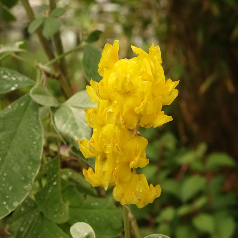 Cytisus battandieri - Cytisus piña (Floración)