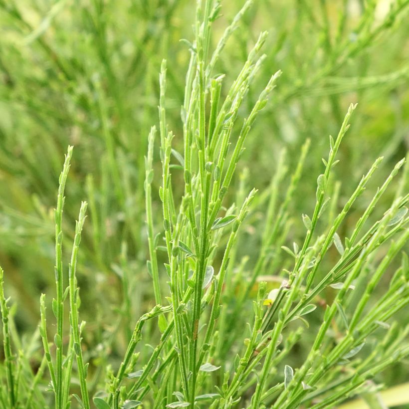 Retama negra Golden Sunlight - Cytisus scoparius (Follaje)