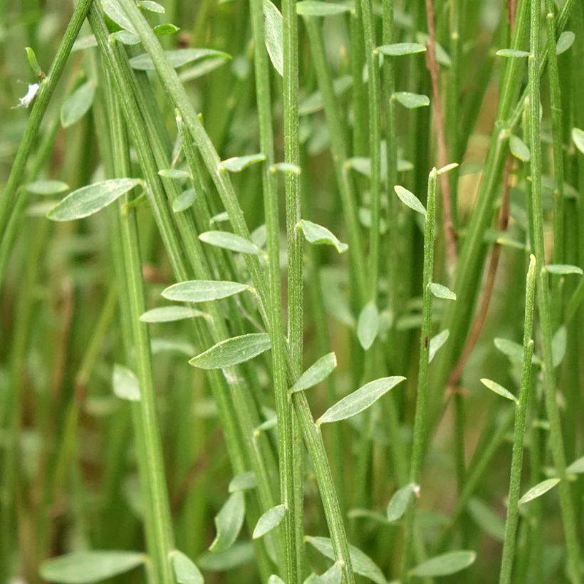 Cytisus praecox Hollandia (Follaje)