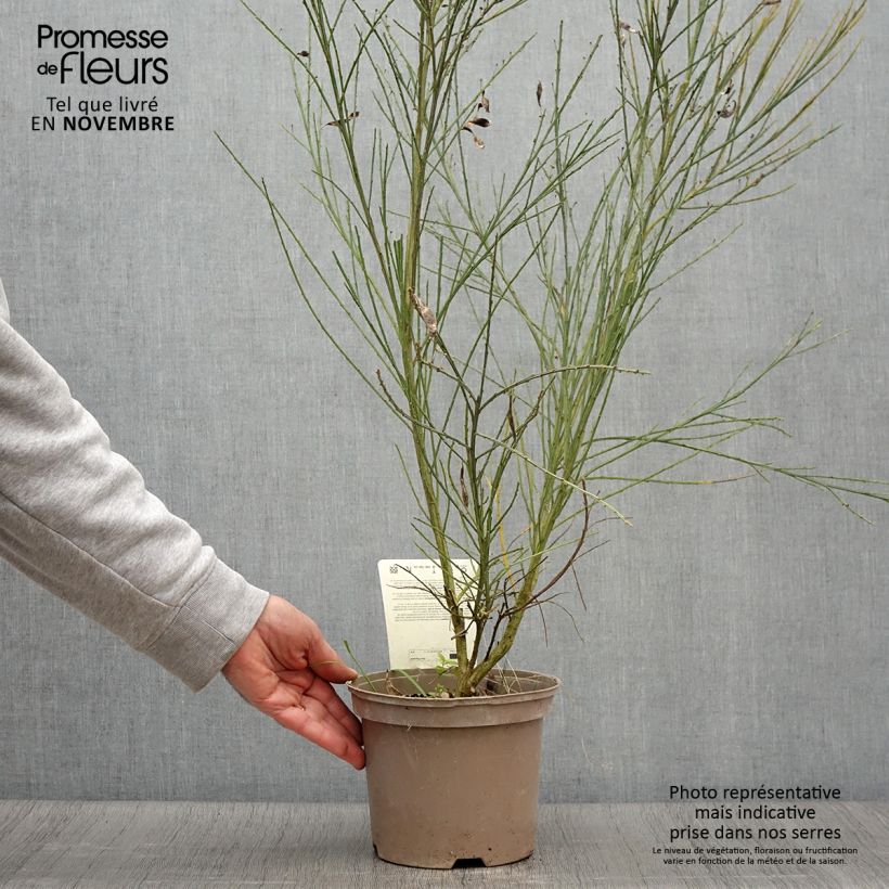 Ejemplar de Genêt - Cytisus scoparius Palette Pot de 2L/3L entregado en otoño