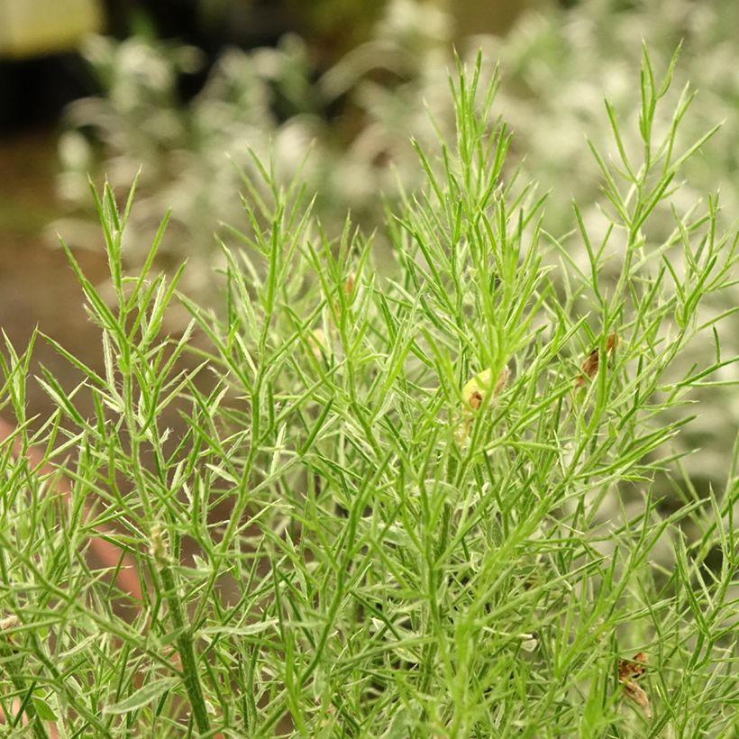 Genista hispanica - Abulaga (Follaje)