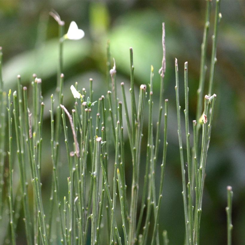 Cytisus praecox Albus (Follaje)