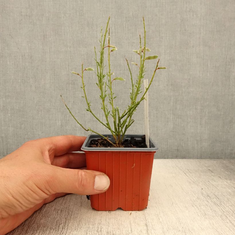 Genêt précoce - Cytisus praecox Allgold - Godet de 8/9 cm Ejemplar entregado en la primavera