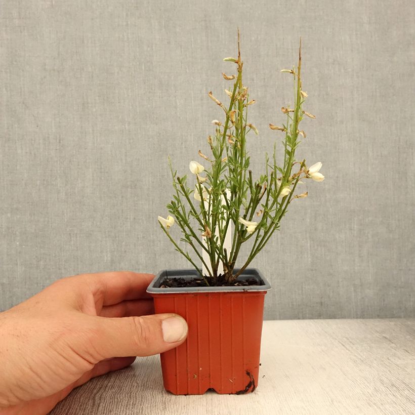 Genêt précoce - Cytisus x praecox - Godet de 8/9 cm Ejemplar entregado en la primavera