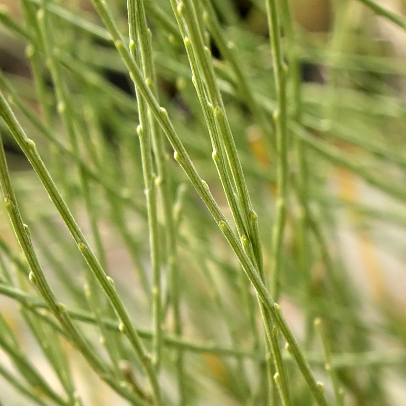 Cytisus praecox - Retama de colores (Follaje)