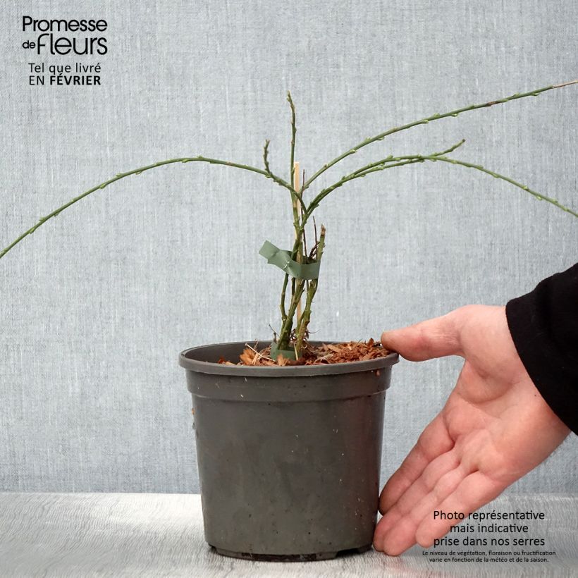 Genêt rampant - Cytisus kewensis Pot de 2L/3L Ejemplar entregado en invierno