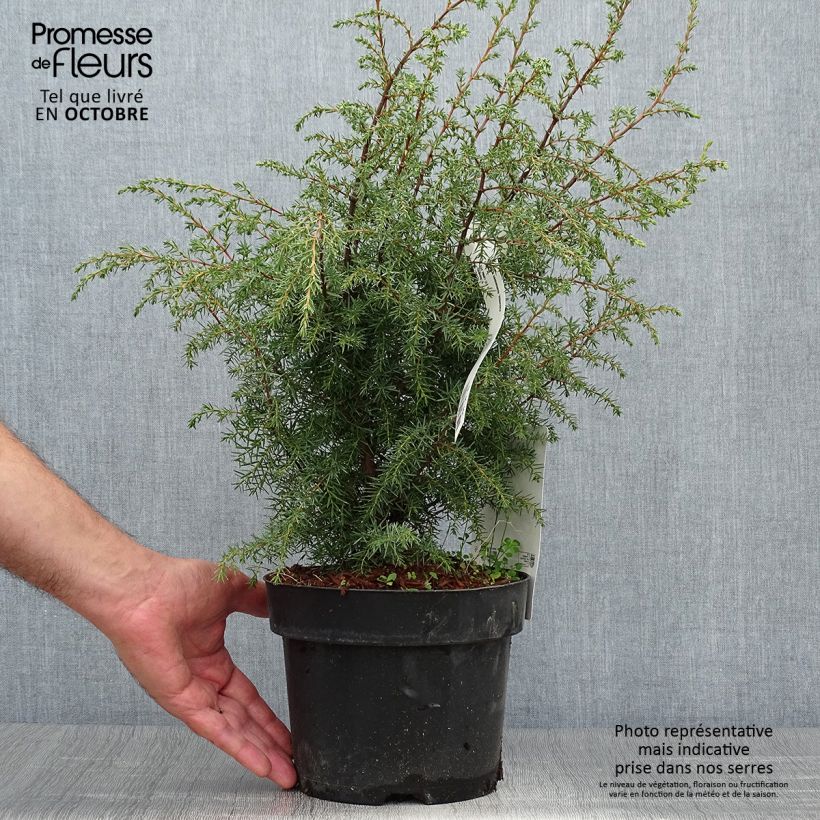 Ejemplar de Genévrier commun - Juniperus communis Hibernica en pot de 2L/3L entregado en otoño