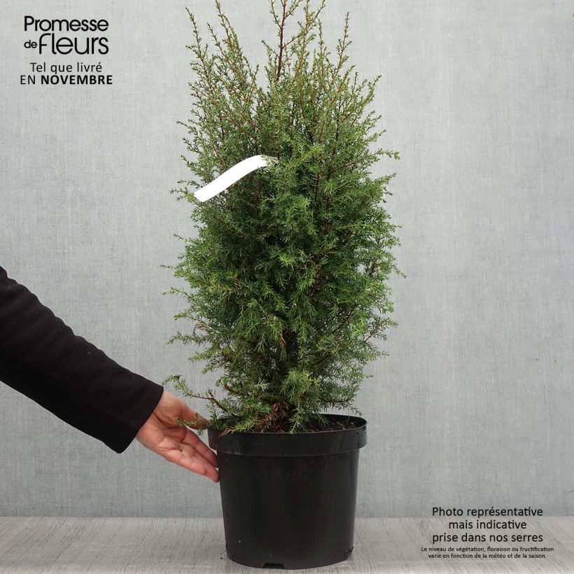 Ejemplar de Genévrier commun - Juniperus communis Hibernica en pot de 7,5L/10L entregado en otoño