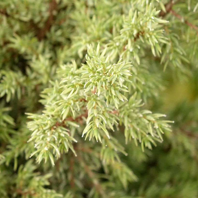 Juniperus communis Pyramidalis - Enebro común (Follaje)