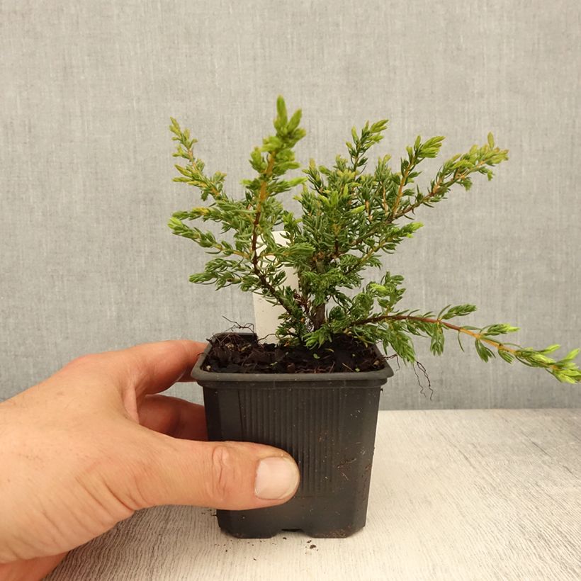 Genévrier commun - Juniperus communis Repanda - Godet de 8/9 cm Ejemplar entregado en la primavera