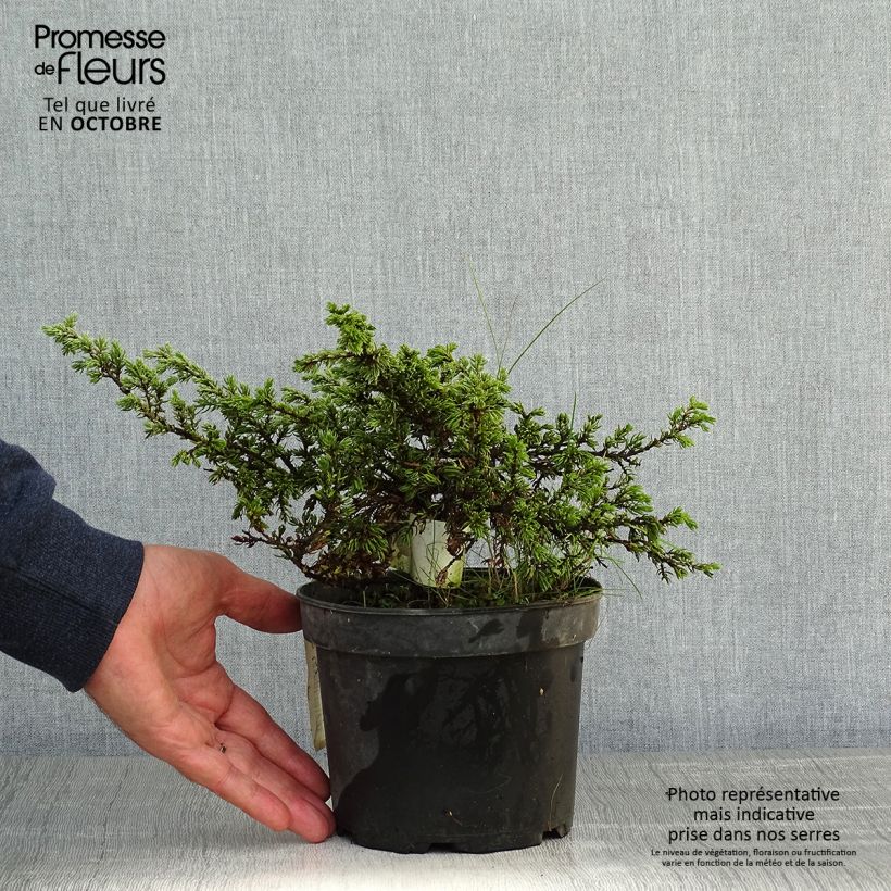 Ejemplar de Genévrier commun - Juniperus communis Repanda Pot de 2L/3L entregado en otoño