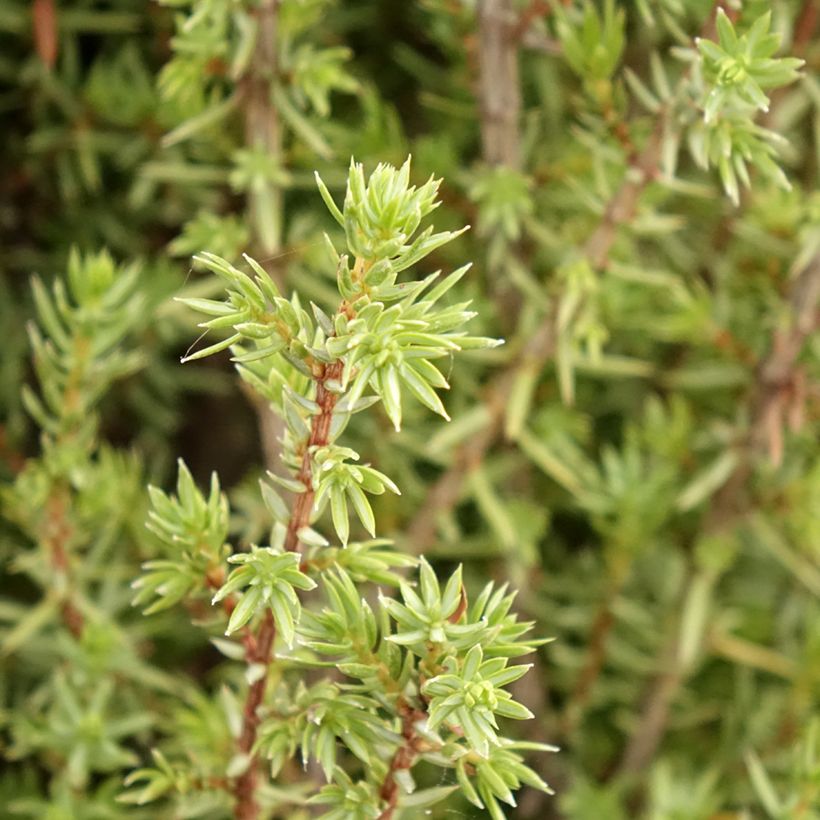 Juniperus communis Sentinel - Enebro común (Follaje)